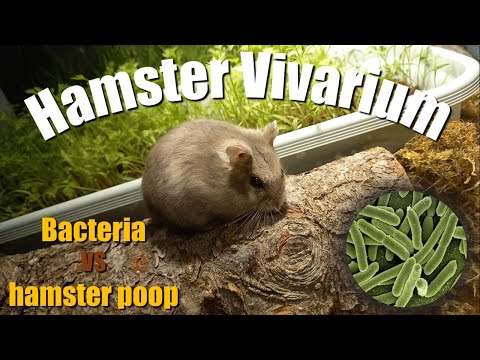 Video: Bakterial Enteritis Sa Hamsters