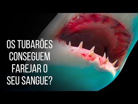 Vídeo: Como Os Tubarões São Espantados