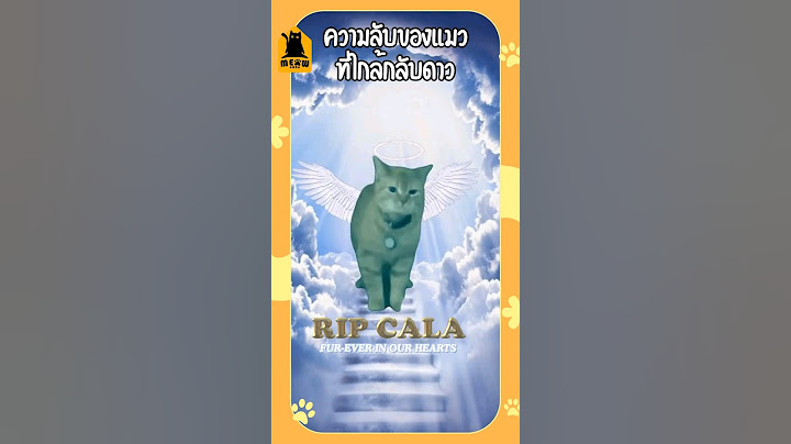 ความลับของแมวที่ใกล้กลับดาว #แมว #ทาสแมว #เลี้ยงแมว #meowbarn #เหมียวบาน