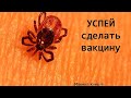 Тонкости о клещах и прививке от клещевого энцефалита