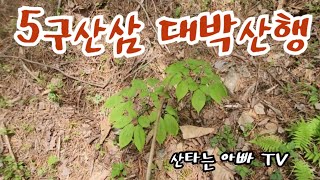 5구산삼 가족산삼 대박 산삼산행