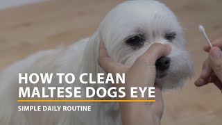 How to clean Maltese dogs eyes  simple daily routine for a clean face