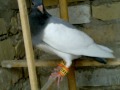 Fancy pigeons quetta