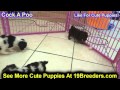 Cock A Poo, Puppies, For, Sale, In, Olathe, Kansas, County, KS, Fairfield, Litchfield, Middlesex, To Cock A Poo, Puppies, For, Sale, In, Olathe, Kansas, County, KS, Fairfield, Litchfield, Middlesex, To