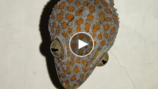 cara ampuh untuk memanggil tokek | cara memanggil tokek liar | menangkap tokek besar #tokek #gecko