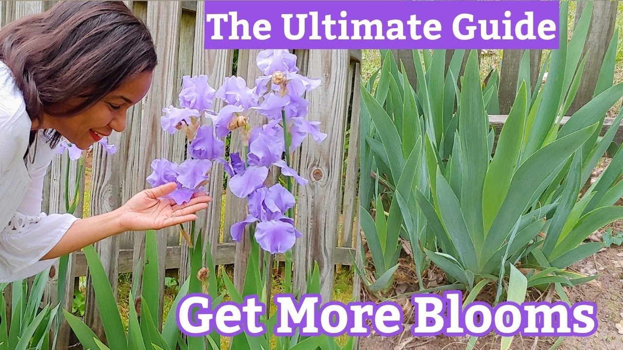 7 Reasons Why Your IRIS is NOT Blooming |#gardening
