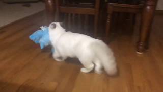 Ragdoll kitten - puppy in training - get it  - big toy she likes by Ragdoll Kitten Life 121 views 6 years ago 1 minute, 43 seconds