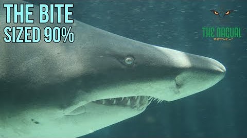 How to Succeed at ANYTHING - The Nagual Zone| Carlos Castaneda| Don Juan Matus