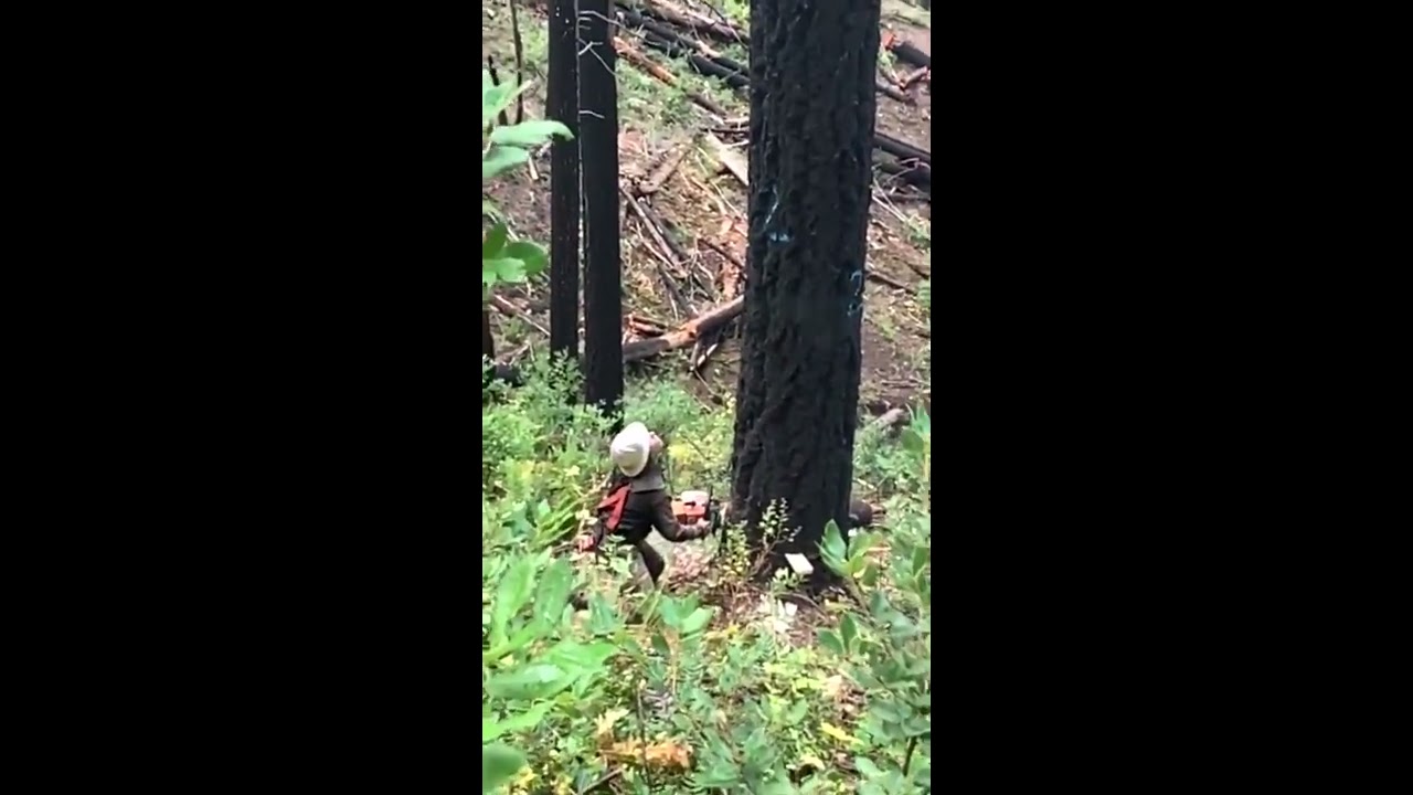 tree top breaks on 15 year old timber faller