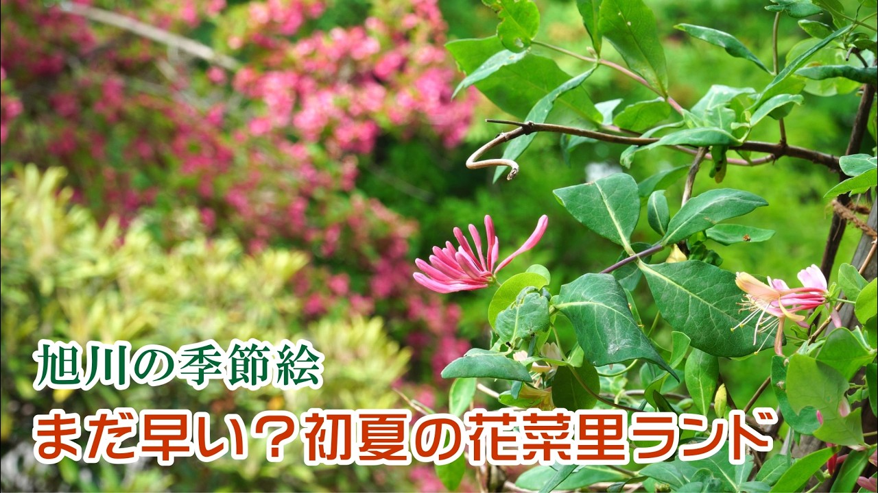 Seasonal Scenes in Asahikawa: Too Early? Early Summer at Hanari