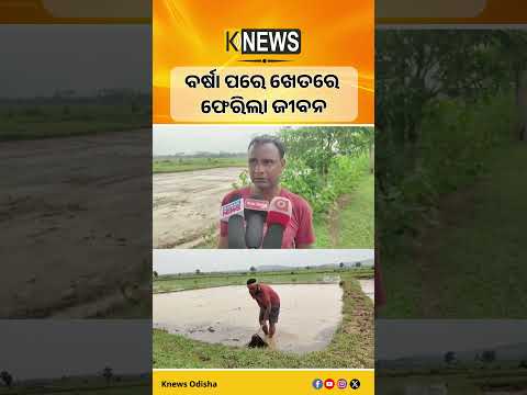 ଲଘୁଚାପ ବର୍ଷାରେ ବଦଳିଲା ଚିତ୍ର, ହଳ ଧରିଲେ ଚାଷୀ | Knews Odisha