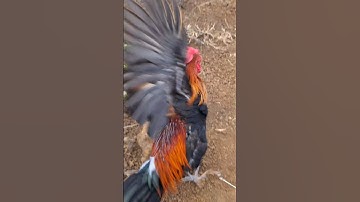 gà rừng mã đỏ đập cánh gáy cực xong.qaib qus ntxuaj qua zoo tiag tiag