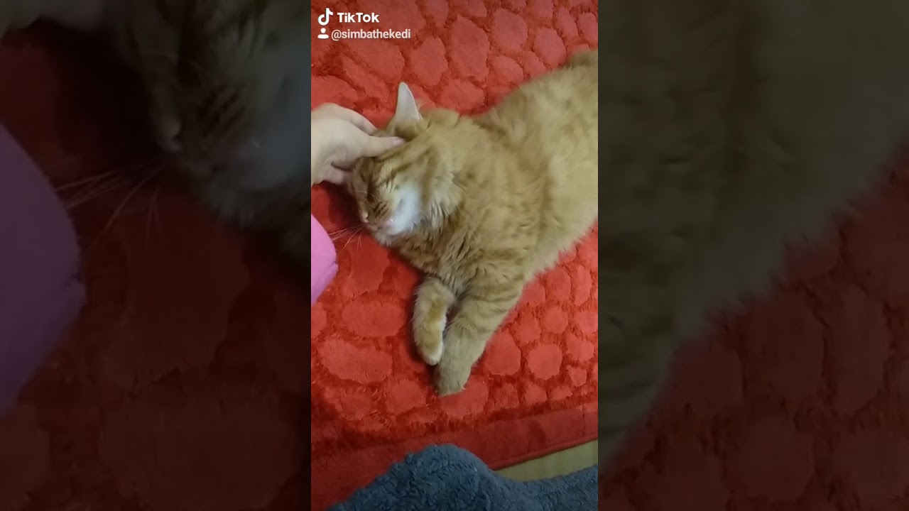 Simba the Kedi Masaj Zamanı YouTube