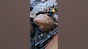 Fossil Hunting on the North Yorkshire Coast! 🌊🪨⚒️😍 #fossilhunting #fossils #shorts #coast #rock #sea