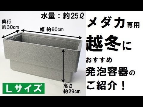 メダカ専用 越冬におすすめの発泡容器のご紹介 Youtube