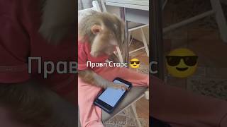 Играют дети в игру Бравл Старс 🐏 #а4 #rek #brother #monkey #майнкрафт #tiktok #роблокс #omega