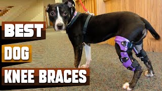 Best Dog Knee Brace In 2024  Top 10 Dog Knee Braces Review