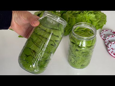 Video: Taze Üzüm Yaprağı Kullanım Alanları – Yemek için Üzüm Yaprağı Toplama Hakkında Bilgi Edinin