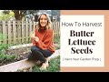 How To Harvest Butter Lettuce Seeds | Home Garden