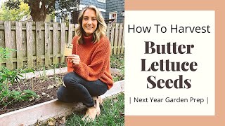 How To Harvest Butter Lettuce Seeds | Home Garden