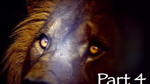 True Intervention Stories, Into The Lion