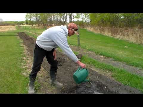 Видео: Как быстро растет желтый тополь?