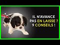 Mon chiot ne veut pas marcher en laisse ou en balade  mes 9 conseils 