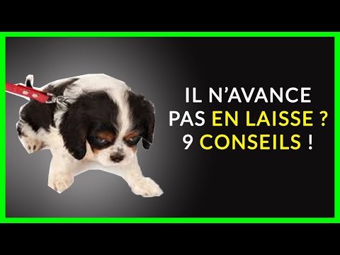 Vidéo: Solutions de dentition pour chiots pour les nouveaux propriétaires