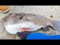 泳がせしたらデカすぎるフグが釣れた！[夢の魚を釣り上げろ遠征#3]