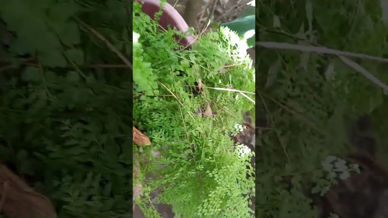 My cotton candy Fern, is very wow, ganda, healthy, and lush.irenemontales20@irenemontales20