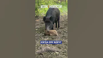 Дикие кабаны спасли своего сородича, потому что знали, что делать!| Итак, новости!