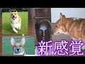 ASMR / 犬が皆さんをくんくんします