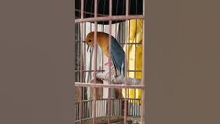 Hoét lửa hót hay