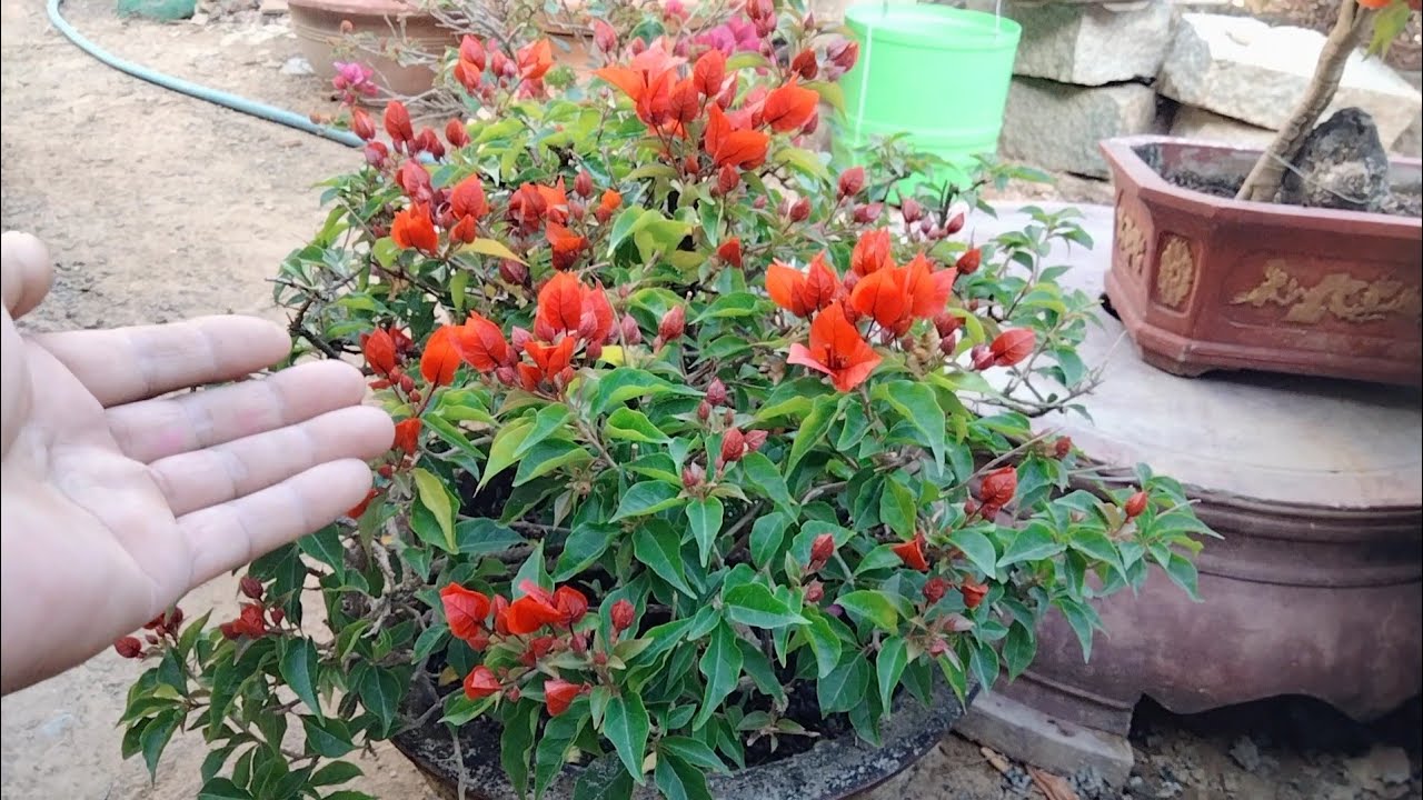 3 способа помочь вашей бугенвиллии давать больше цветов и бутонов — читайте дальше, чтобы узнать.