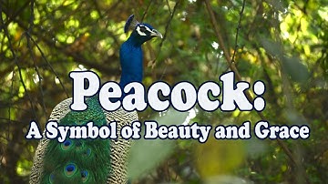 Peacock: A Symbol of Beauty and Grace