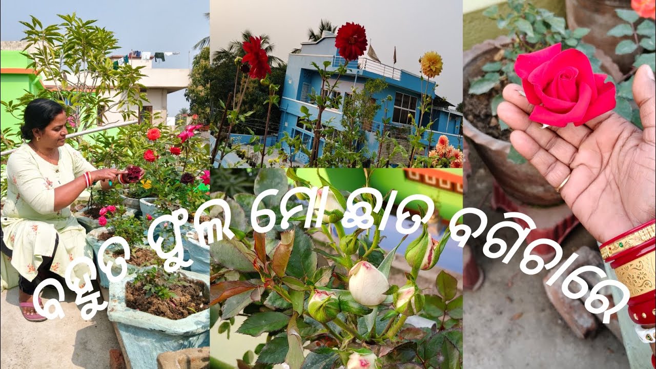 ମୋ ଘରେ ବହୁତ ଫୁଲ ଏବଂ ପନିପରିବା ହେଉଛି #gardenchannel #terracegardenindia #ytshorts @SanjuktaPanda-2025