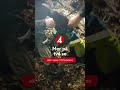 Hunden Aya räddades – efter fall på 30 meter