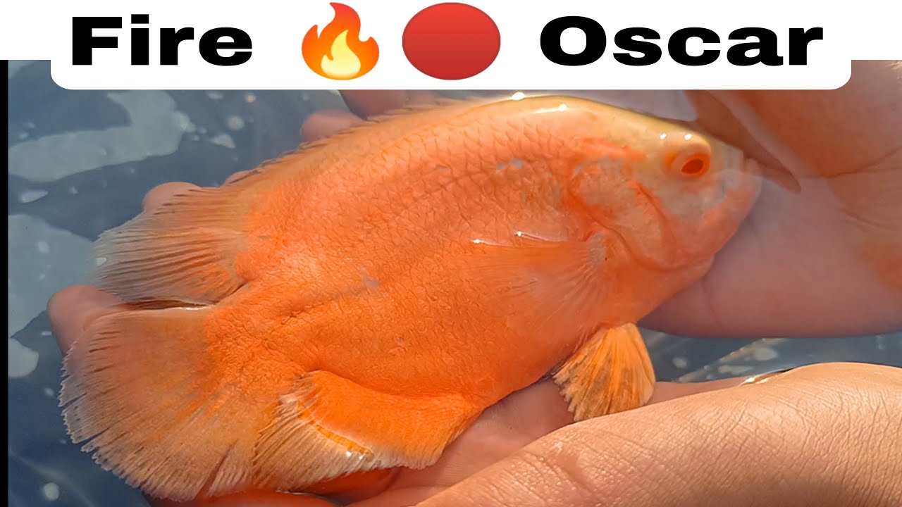 Fire red oscar fish will be in Aquarium ( Part 1 VD ) - YouTube