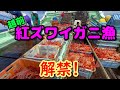 福井県は1隻だけだからできた紅ズワイガニのクオリティ！【越前漁港の漁師達】