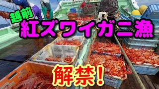 福井県は1隻だけだからできた紅ズワイガニのクオリティ！【越前漁港の漁師達】