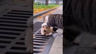 Security Footage: Cat Saves a Puppy In an Unbelievable Rescue #pets #cute #viral