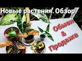 Новинки в коллекции / Обзор растений / Обмен & Продажа