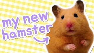 Hello, Butterscotch! 🐹