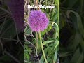 Grožis #animals #nature #garden #reels #birds #shortvideos #butterfly #tree #travel #flowers