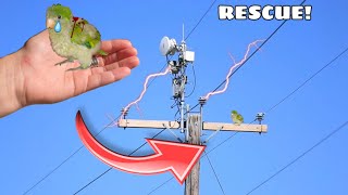 BABY BIRD RESCUED FROM DANGEROUS ELECTRICAL POWERLINES! DID IT SURVIVE?!