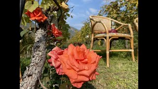 Wine Trekking Gourmet - Cembra - Trentino