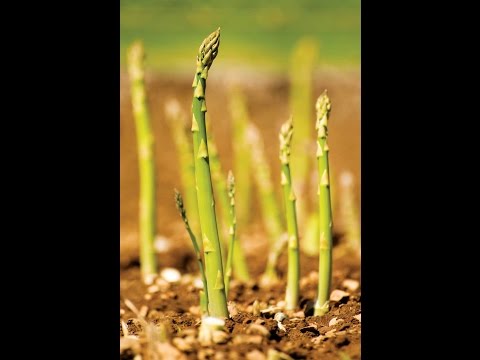 Посадка спаржи в грядки.(Asparagus)Царская спаржа.