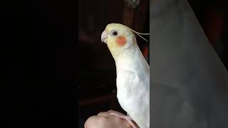 Adorable Atiel Milos Cute Morning Singing Moments