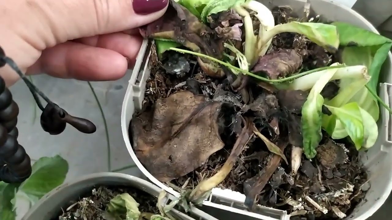 Miért ne mentsünk meg minden növényt?