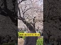 鶴舞公園の桜を見に来た男 #桜 #花見 #鶴舞公園 #名古屋 #満開の桜